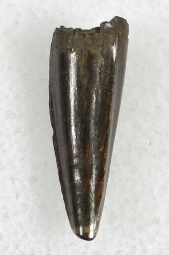 Cretaceous Crocodilian Tooth - Hell Creek Formation #28084